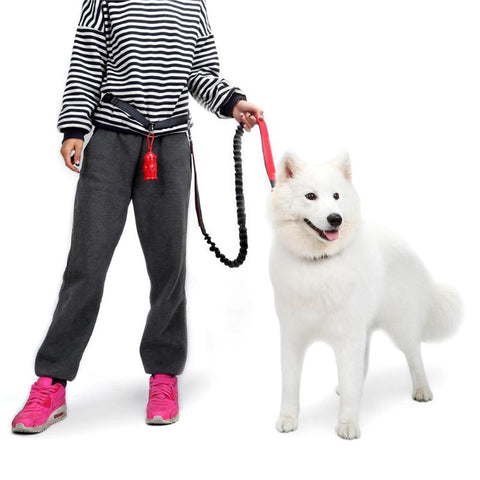 Nylon Dog Leash